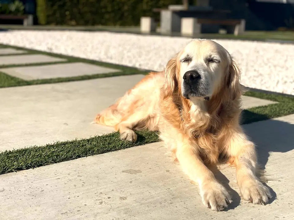 Golden retriever lying in the sun