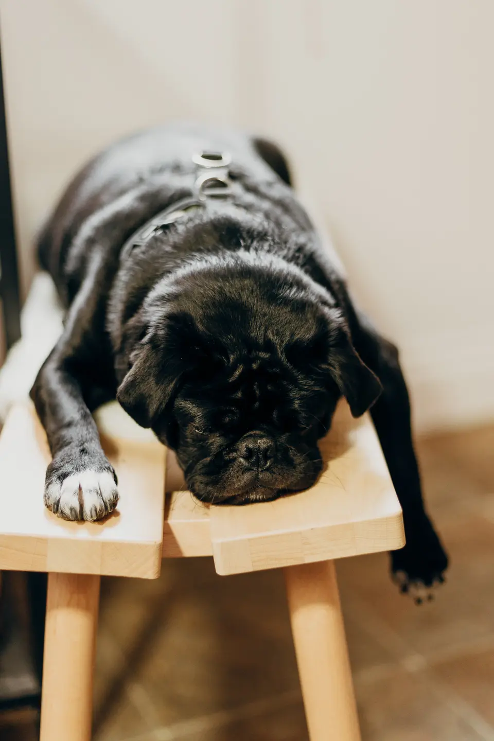 Why Do Dogs Always Change Places While Sleeping at Night? How to Know If a Dog’s Sleep Quality Is Good or Bad?