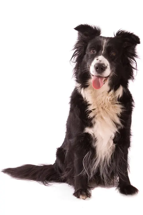 Explore the dog genetics behind herding behavior and Border Collie traits—and what this means for pet travel and behavior compatibility today.