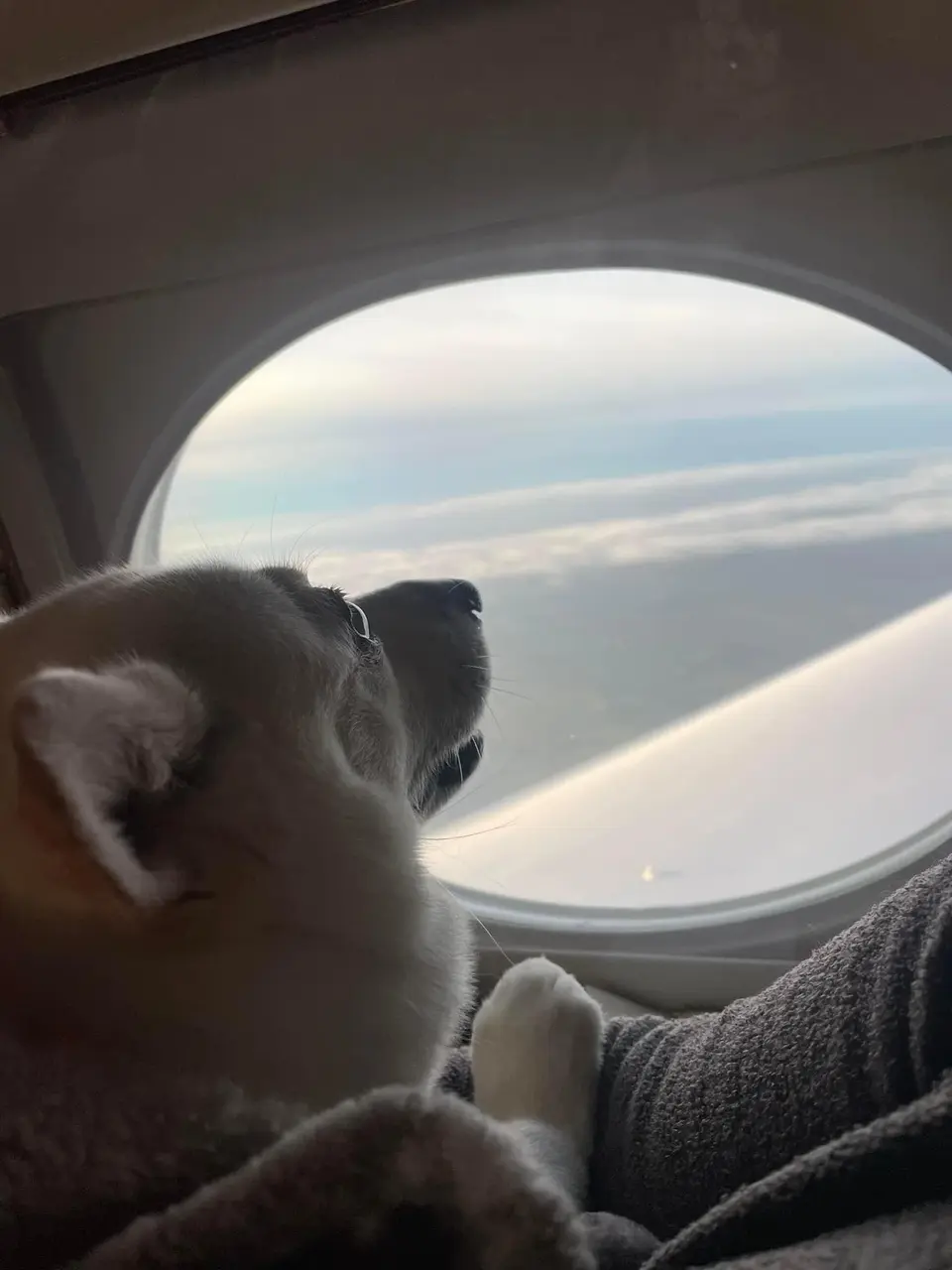 How Much Does It Cost to Ship a Dog from San Francisco to Europe?