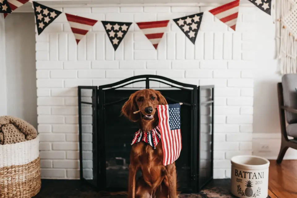dog celebrate july 4th day