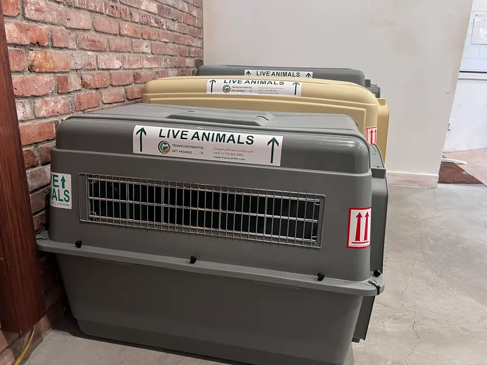 Side by side size comparison of pet travel crates