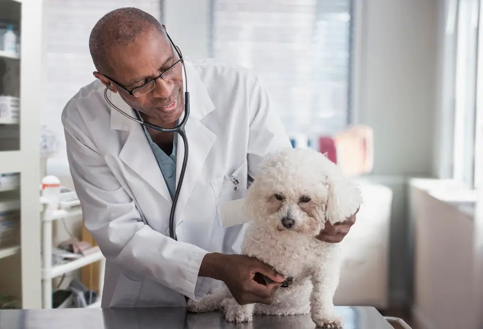 Why is my dog’s 3 years rabies vaccination considered expired for pet travel?