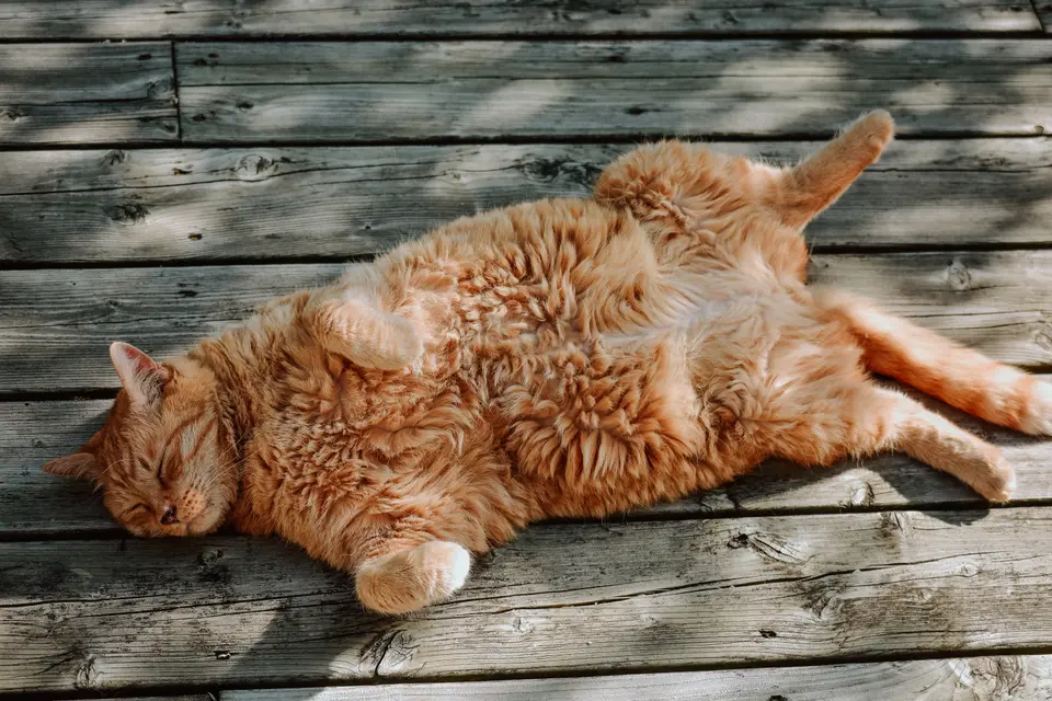 Why Orange Cats Are Often Perceived as Fatter