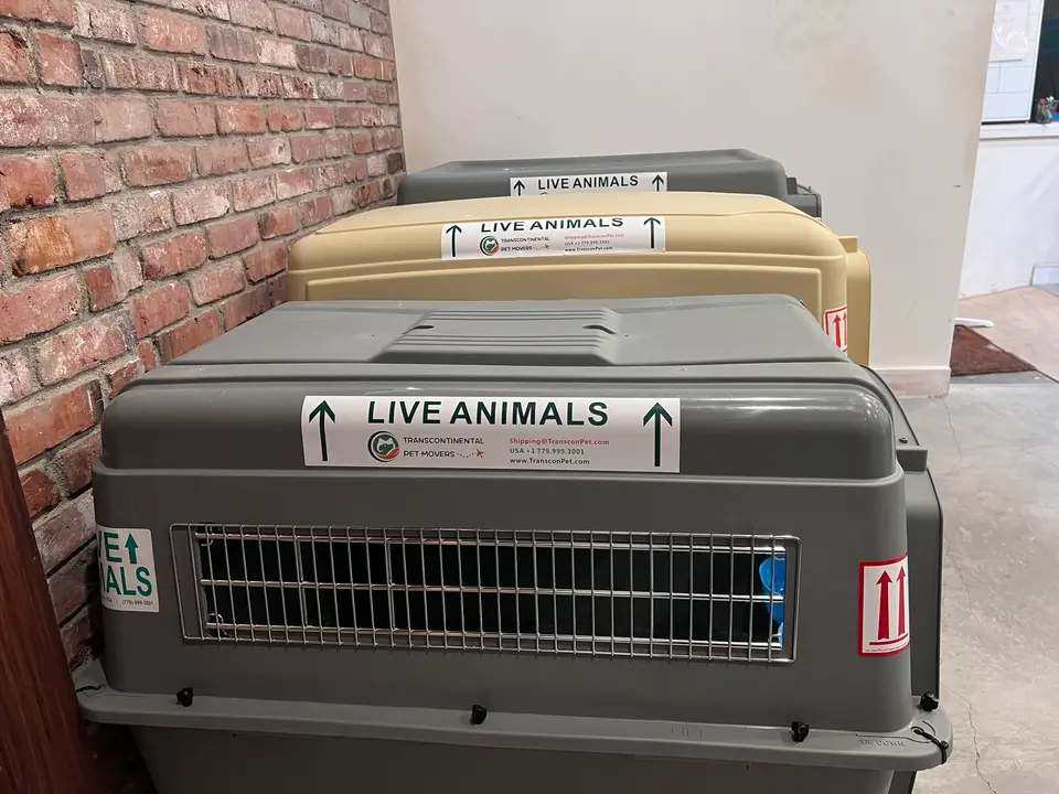 Side by side size comparison of pet travel crates