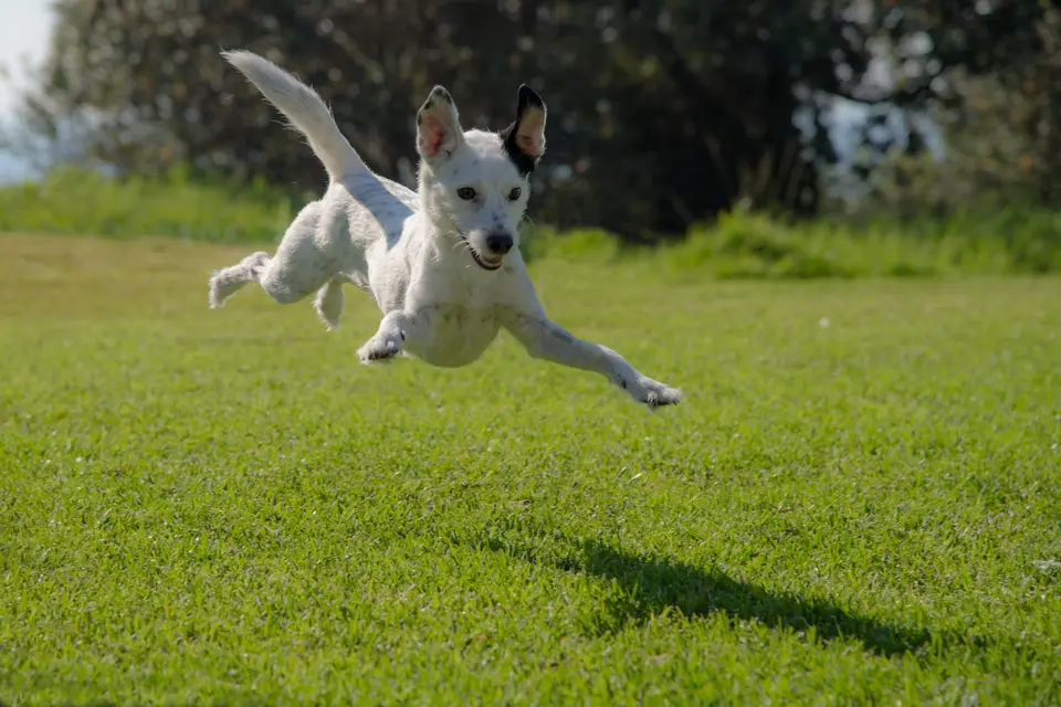 What Does It Mean When a Dog Wags Its Tail to the Left or Right?