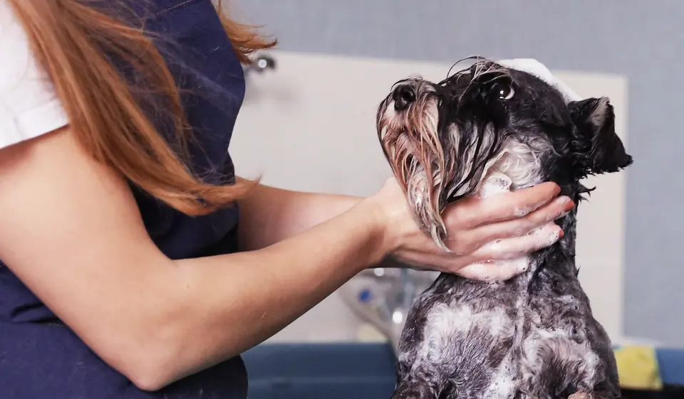 Can You Give Your Dog Human Antibiotics Like Amoxicillin?