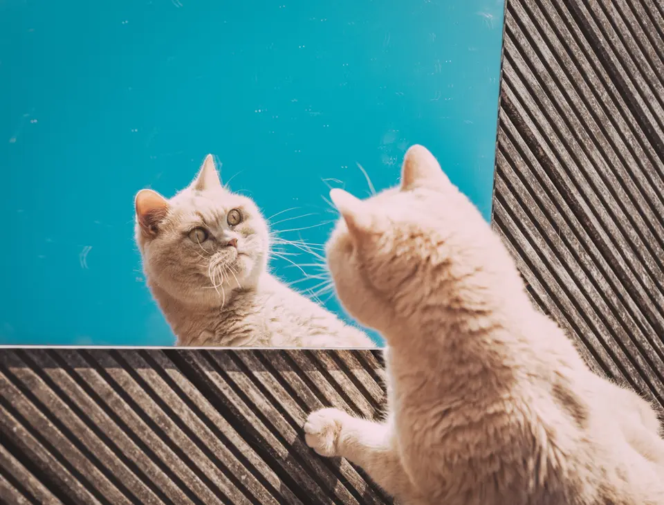 Why Orange Cats Are Often Perceived as Fatter