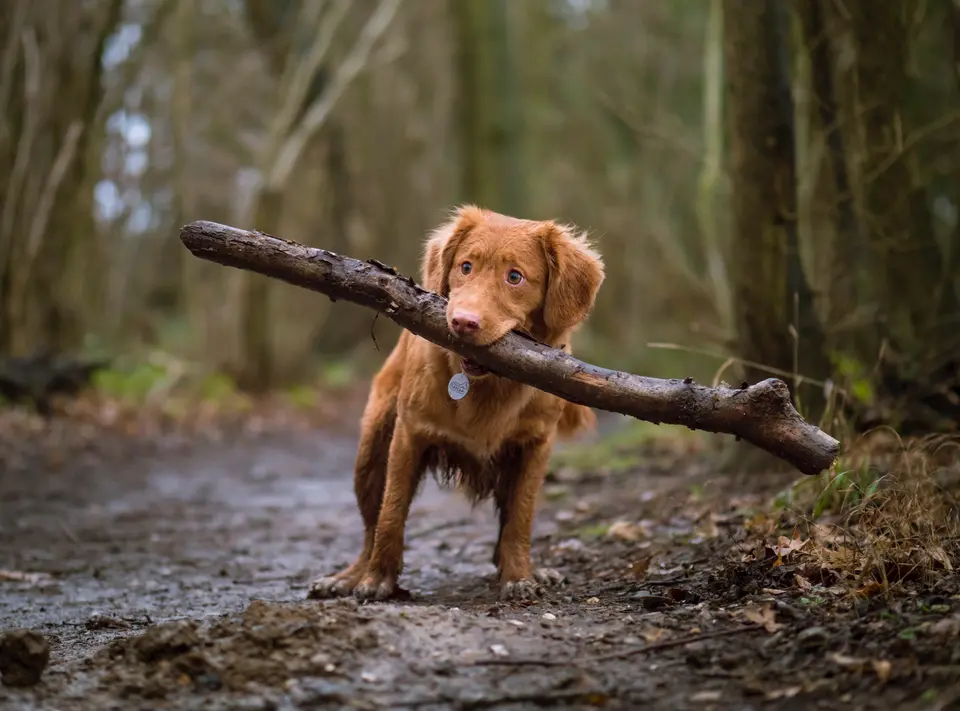 Choosing the Right Crate Size for Your Dog’s Air Travel: A Guide by 0x Cargo Pet Travel