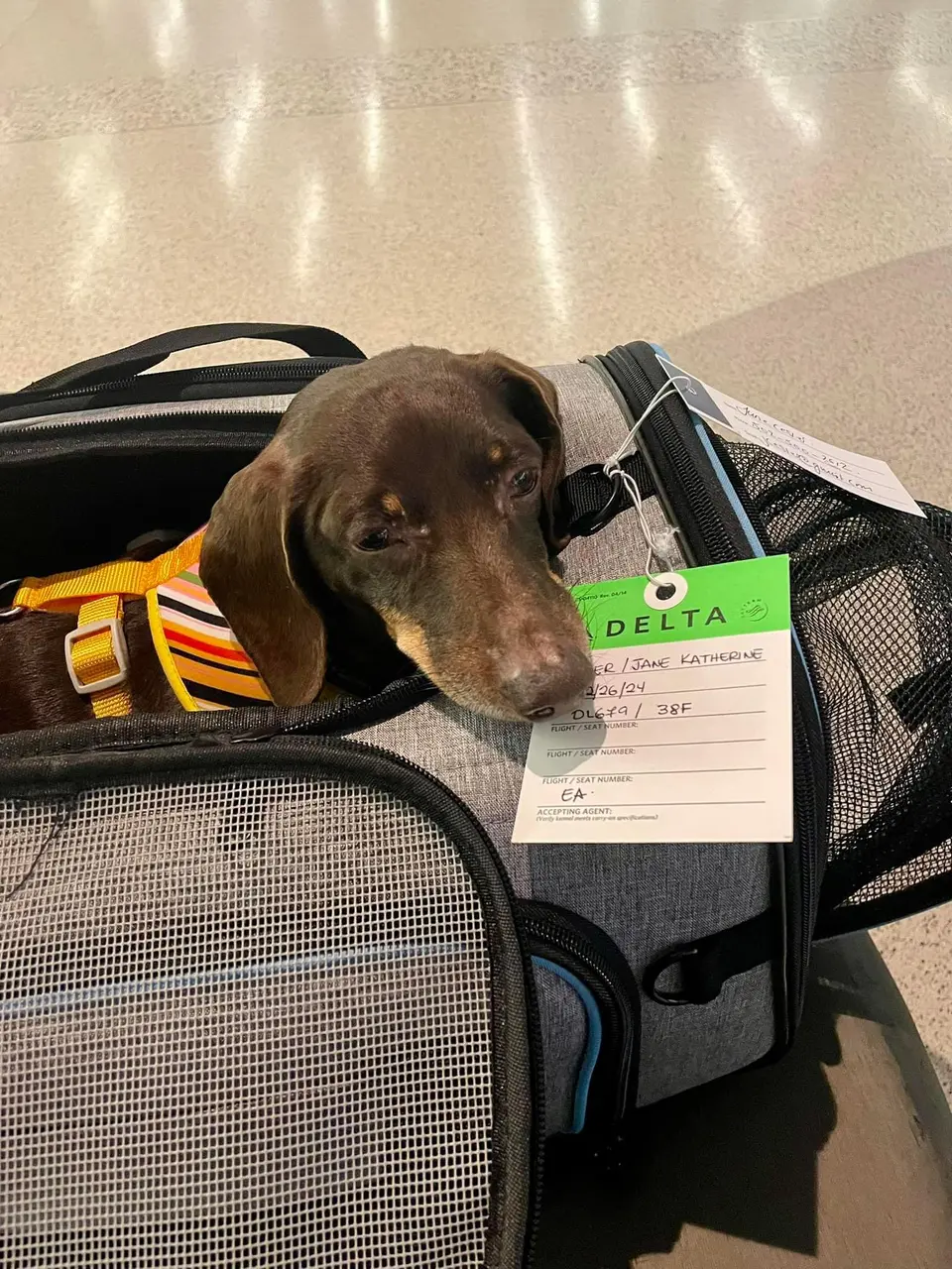Calming Pets During Air Travel: Addressing Myths and Facts on Pre-Flight Sedatives