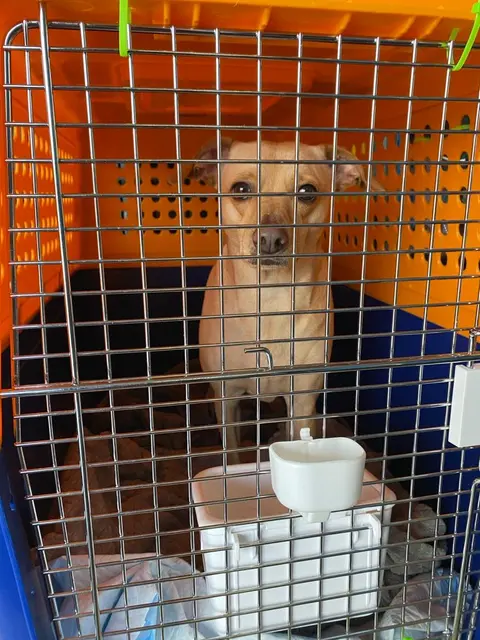 How Much Does It Cost to Ship a Dog from San Francisco to Europe?