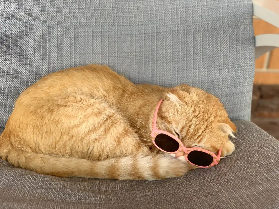 Why Orange Cats Are Often Perceived as Fatter