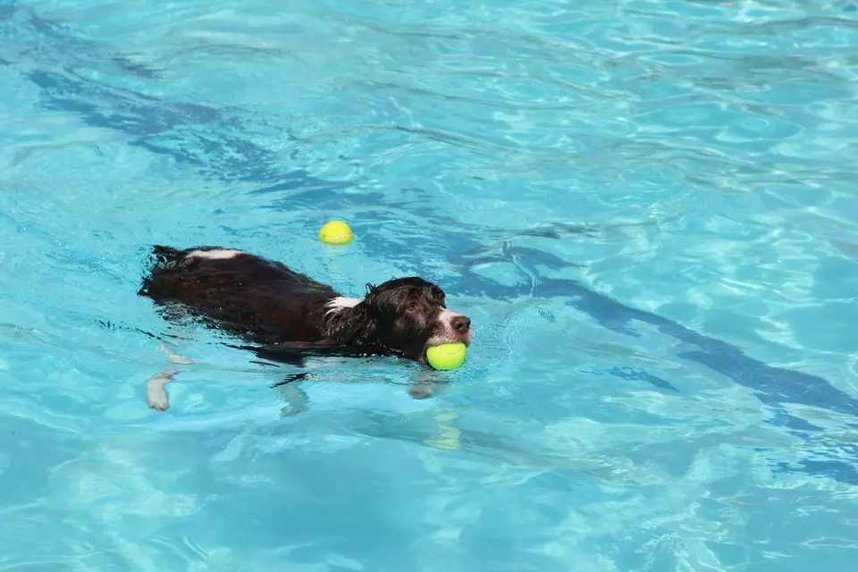 Do Dogs Know How to Swim?