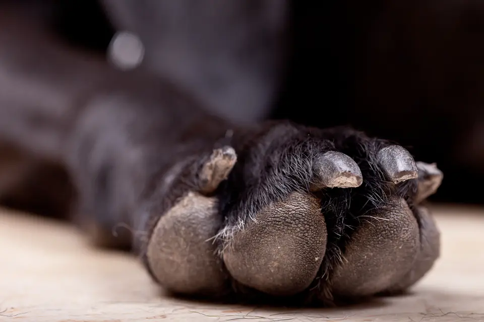 Dog Paws Smell Both Stinky and Alluring