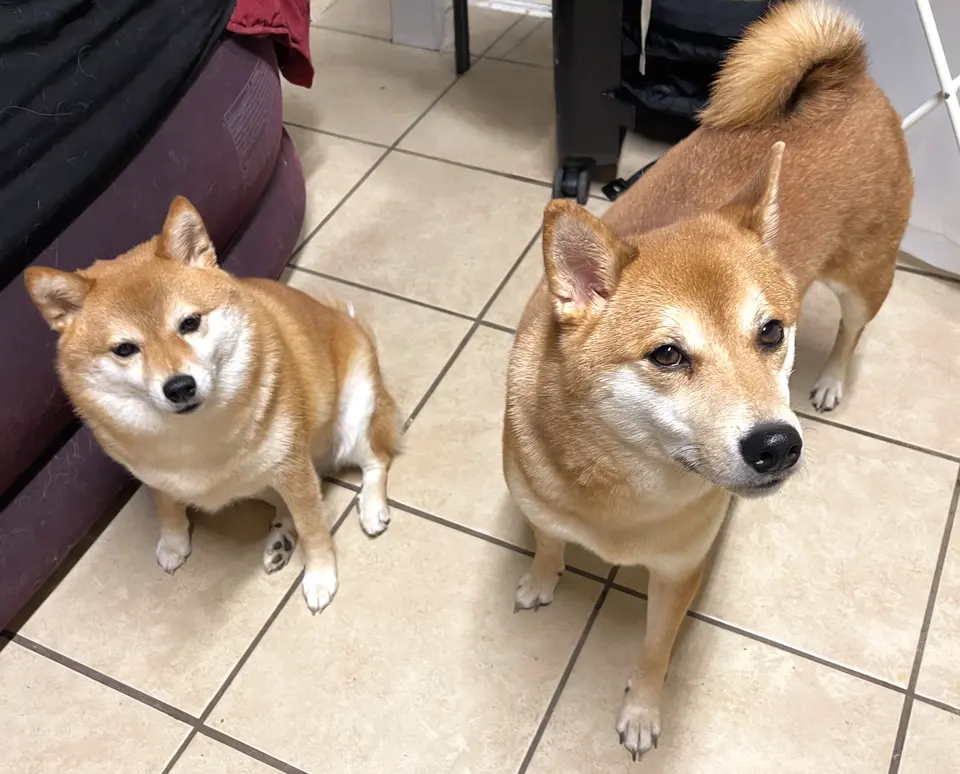 Two Shiba Inus looking up at the camera