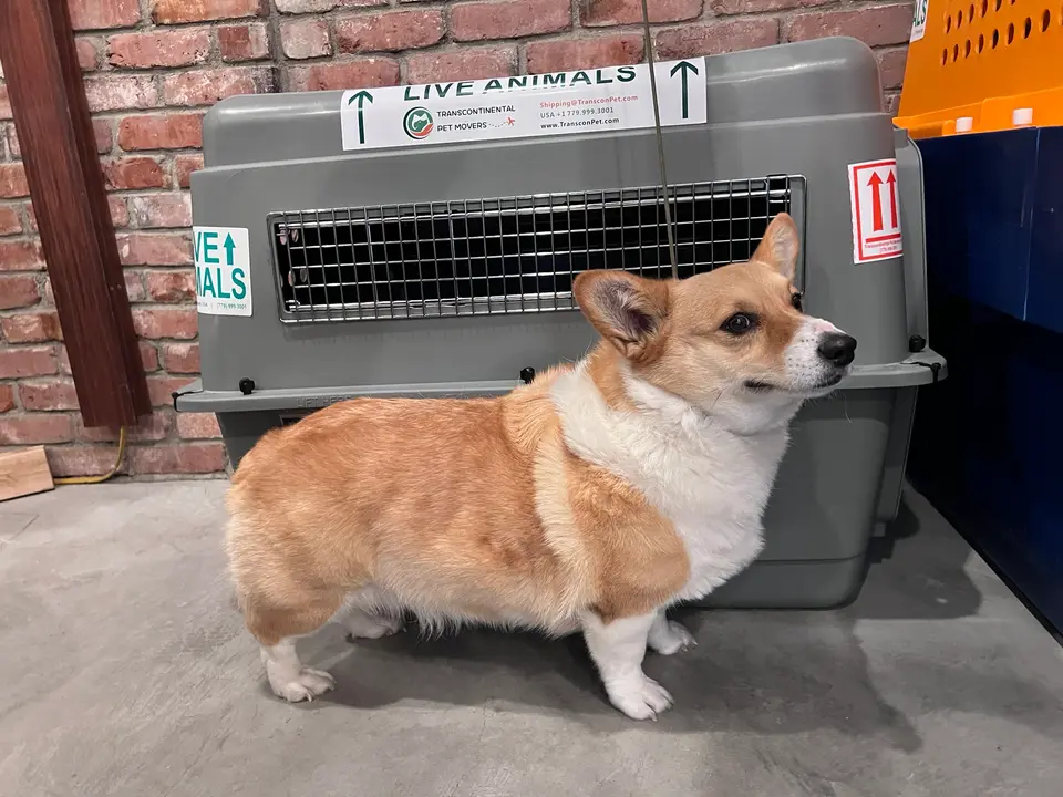 A corgi standing in front of an airline crate labelled Live Animals