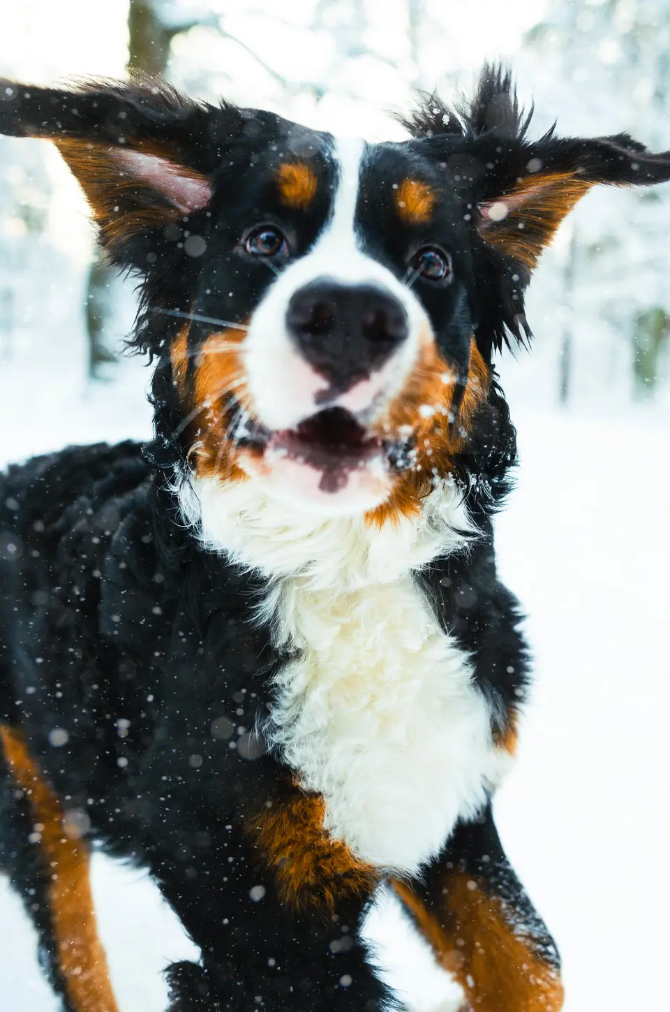 Planning a winter trip to Lake Tahoe with your dog? This guide covers chain control rules, winter driving safety, leash regulations, dog-friendly snowshoe ideas, cold-weather gear, and a practical itinerary for a safer, more enjoyable Tahoe trip.