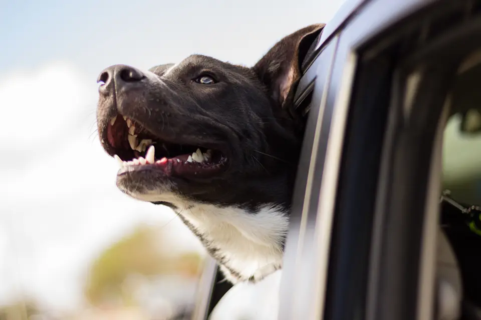 dog in car ride