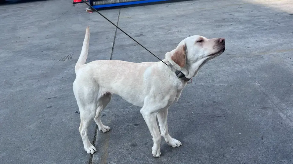 White dog on a leash outdoors