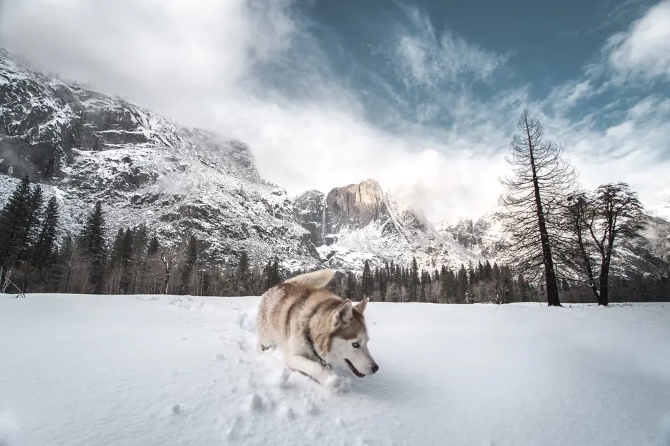 Planning a winter trip to Lake Tahoe with your dog? This guide covers chain control rules, winter driving safety, leash regulations, dog-friendly snowshoe ideas, cold-weather gear, and a practical itinerary for a safer, more enjoyable Tahoe trip.