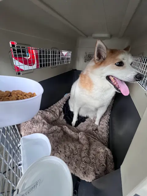 Dog standing inside an open pet travel crate with bedding and a food bowl