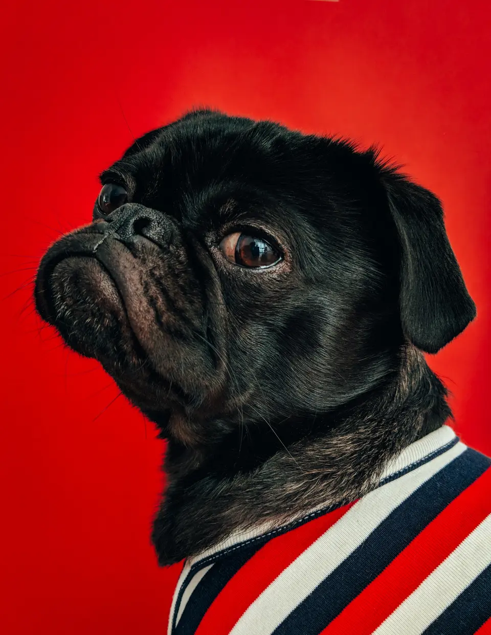 Can You Give Your Dog Human Antibiotics Like Amoxicillin?