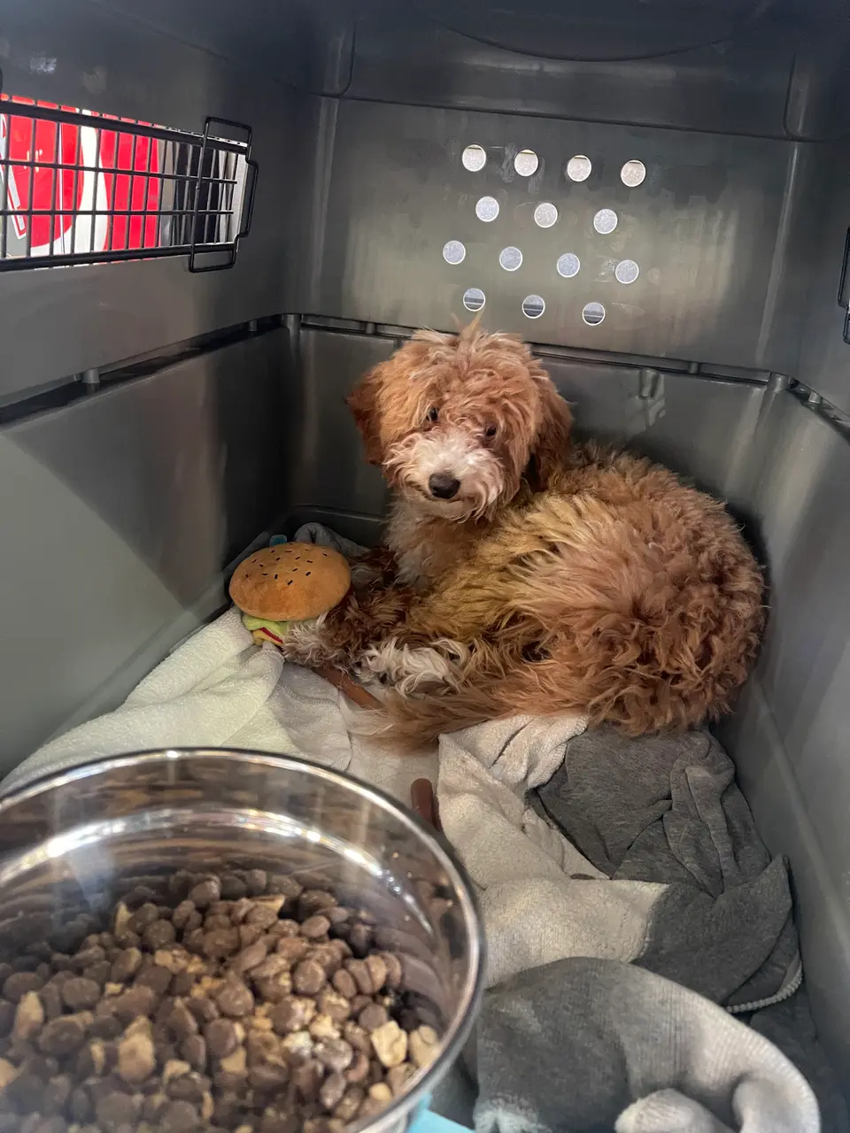 Dog curled up in a travel crate next to its food bowl