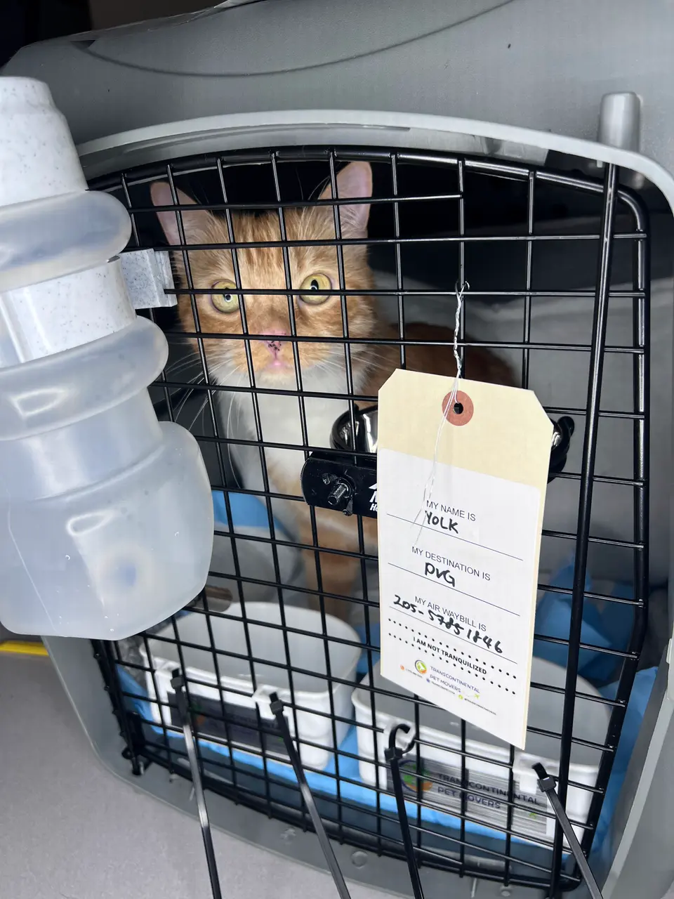 Cat inside a travel crate with an attached travel tag