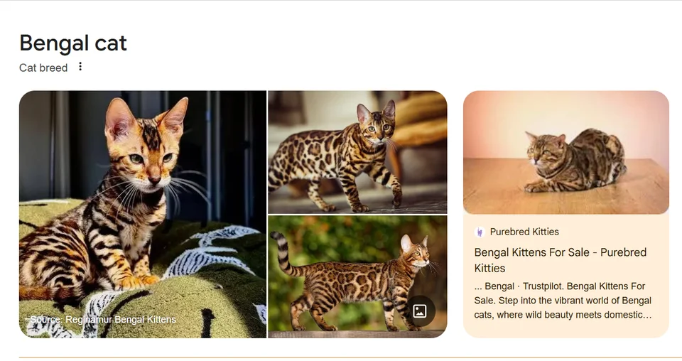 Moving to Australia With a Bengal Cat? Here's What You Need to Know