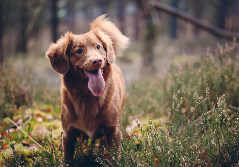 What Does It Mean When a Dog Wags Its Tail to the Left or Right?