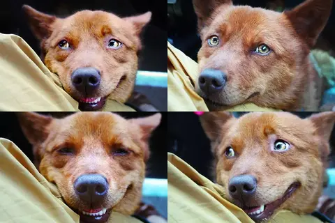 Four close-up photos of a dog’s face during travel