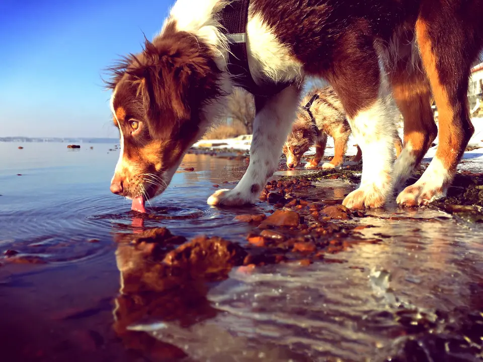 Why do dogs “lap” water instead of sipping like humans? Learn the biomechanics of dog drinking, why it looks messy, when coughing or gulping is a concern, and how to prevent dangerous overhydration (water intoxication)—especially during travel.