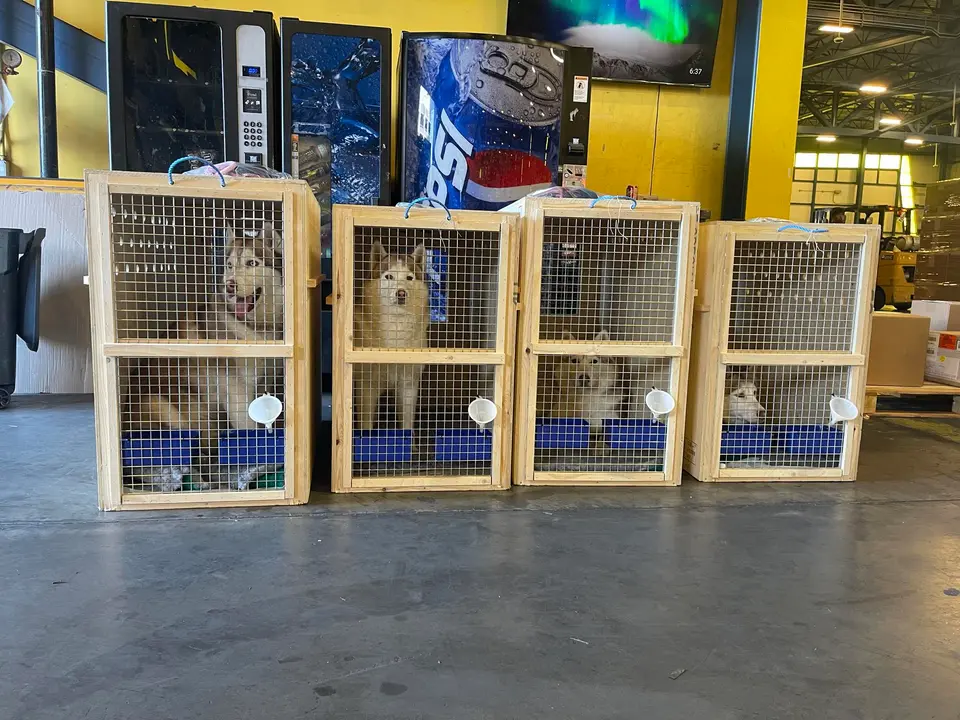 How Much Does It Cost to Ship a Dog from Los Angeles to Europe?