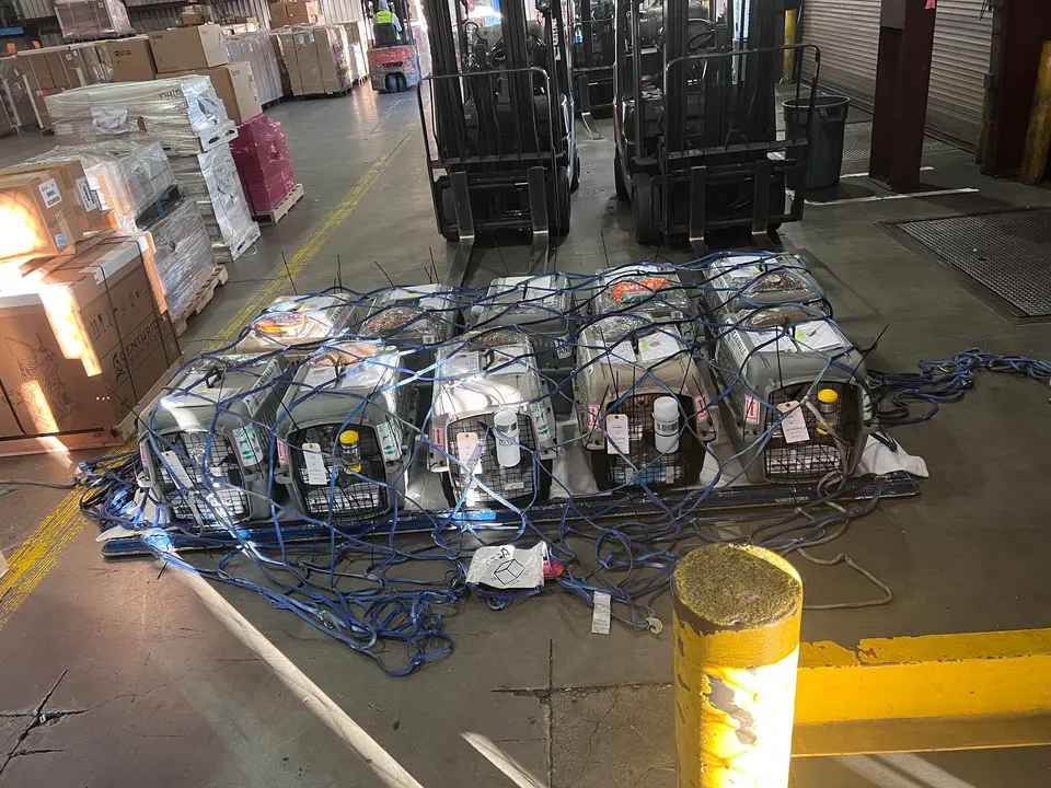 Reasons Why Checked-in Baggage for Pets is Less Safe than Manifest Cargo
