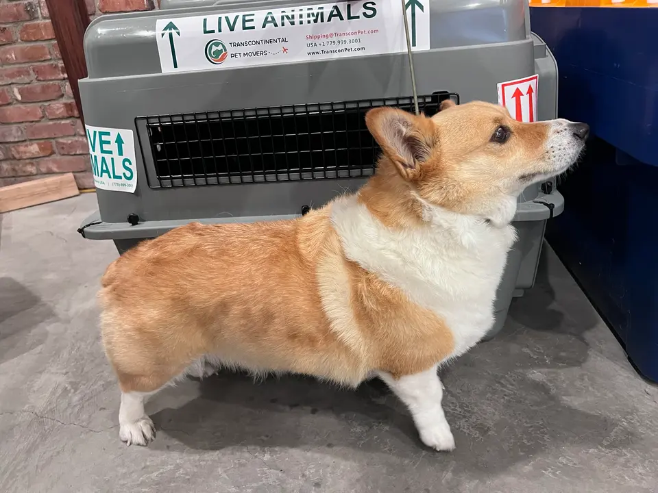 Corgi standing in front of a travel crate labelled Live Animals