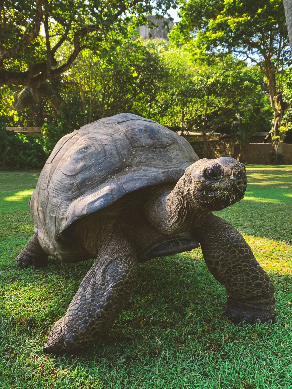 Explore the joys and challenges of keeping large lizards and tortoises at home. Learn about reptile transport, tortoise relocation, and international pet travel regulations.