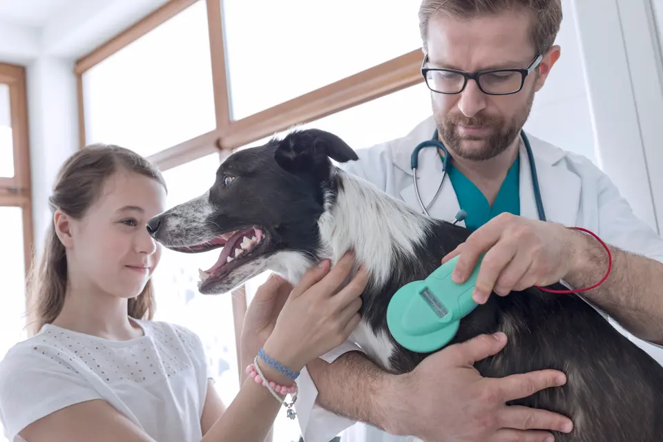 Pet Travel International Health Certificate