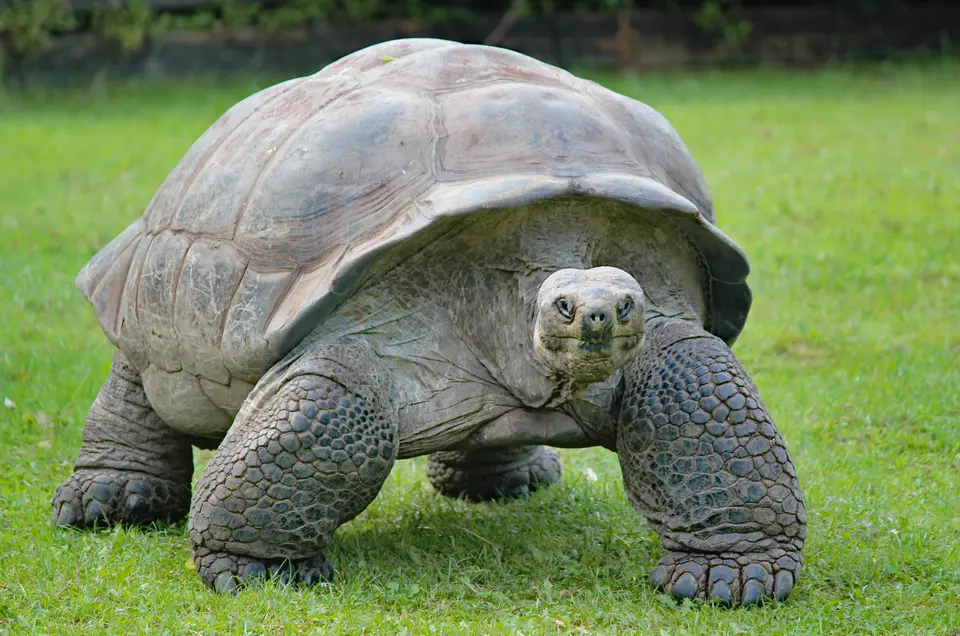 Learn how to care for a large tortoise at home and navigate international tortoise relocation, including tortoise export/import USA regulations and reptile transport tips.