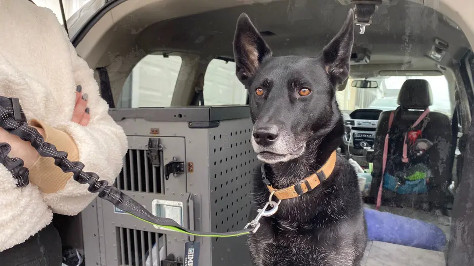 Black dog on a leash sitting beside its travel crate in the back of a car