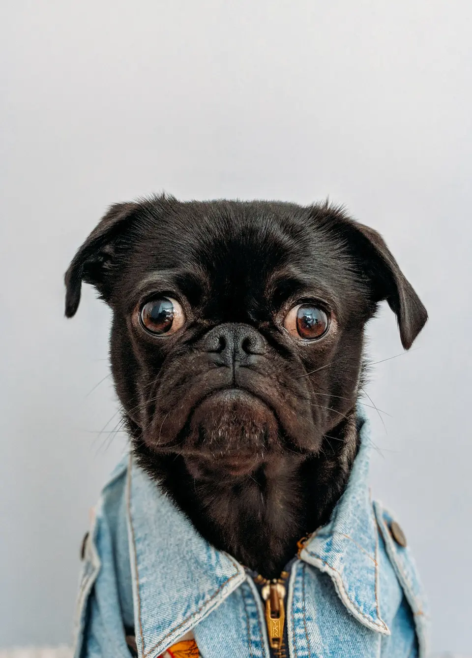 Why Hasn’t the Lifespan of Dogs Increased as Human Lifespan Has?