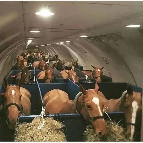 Reasons Why Checked-in Baggage for Pets is Less Safe than Manifest Cargo