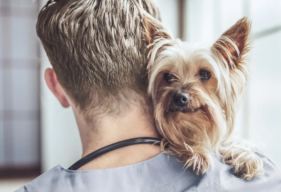 Pet Travel International Health Certificate