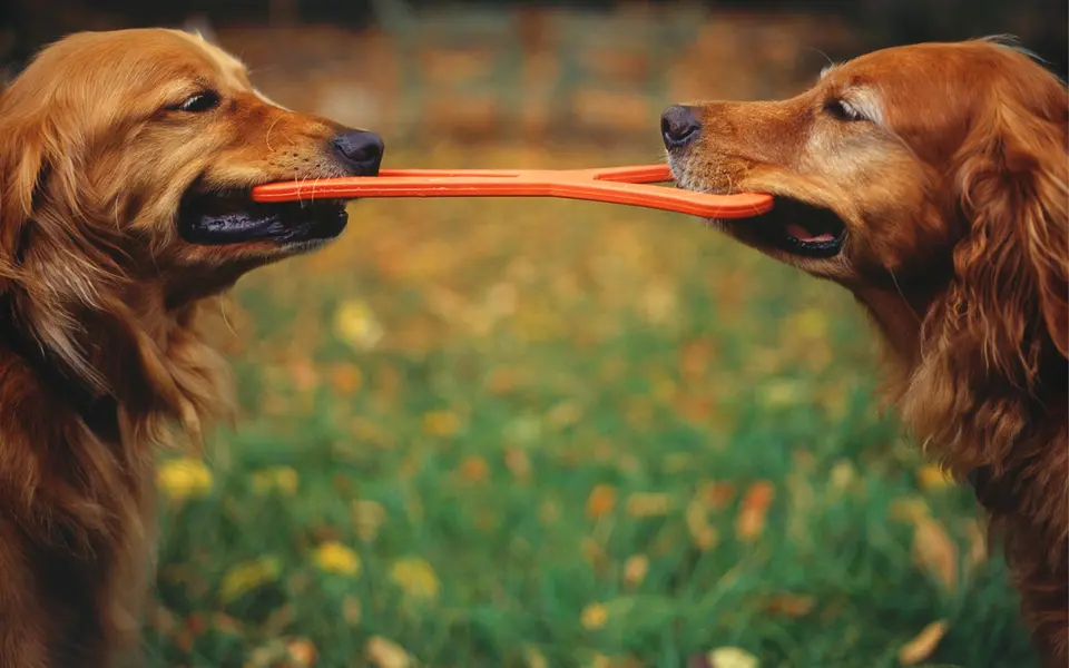 What Should I Do If My Dog Gets Bullied at the Dog Park?