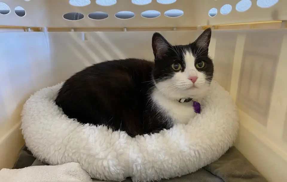 Black and white cat curled up in a fluffy pet bed