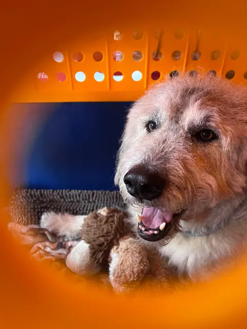Dog resting in a travel crate with a soft toy