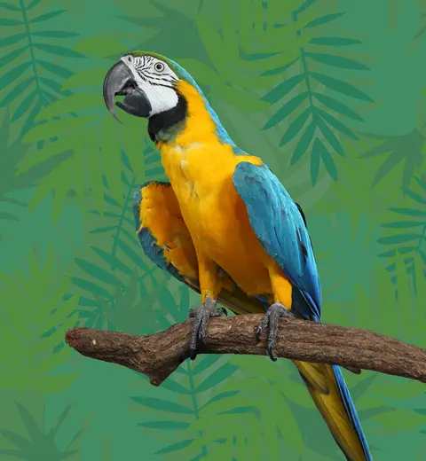 Discover the joys and challenges of keeping a large parrot at home, plus expert tips on bird transport, relocation, and bird import/export USA procedures.