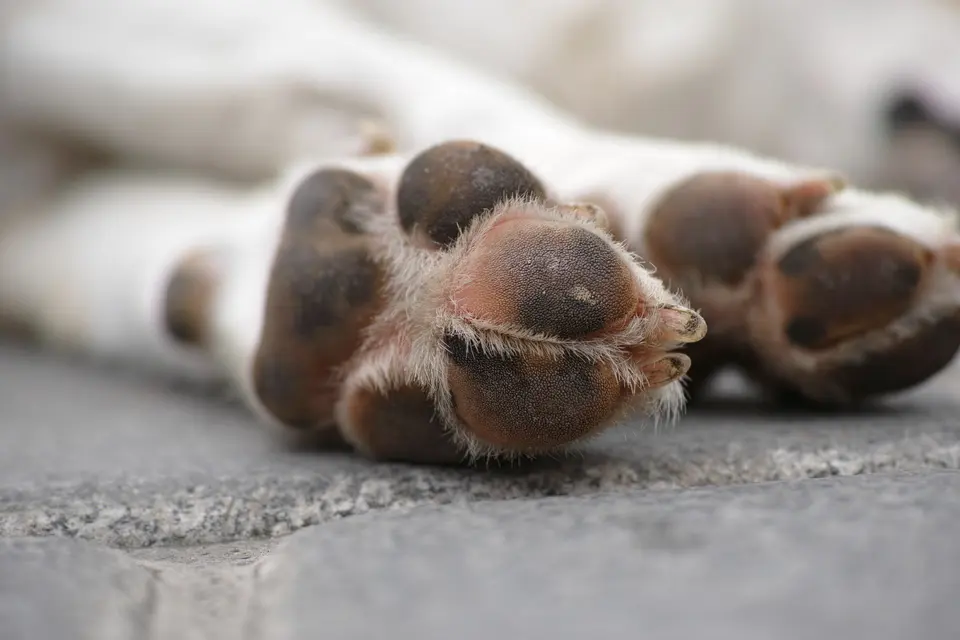 Dog Paws Smell Both Stinky and Alluring