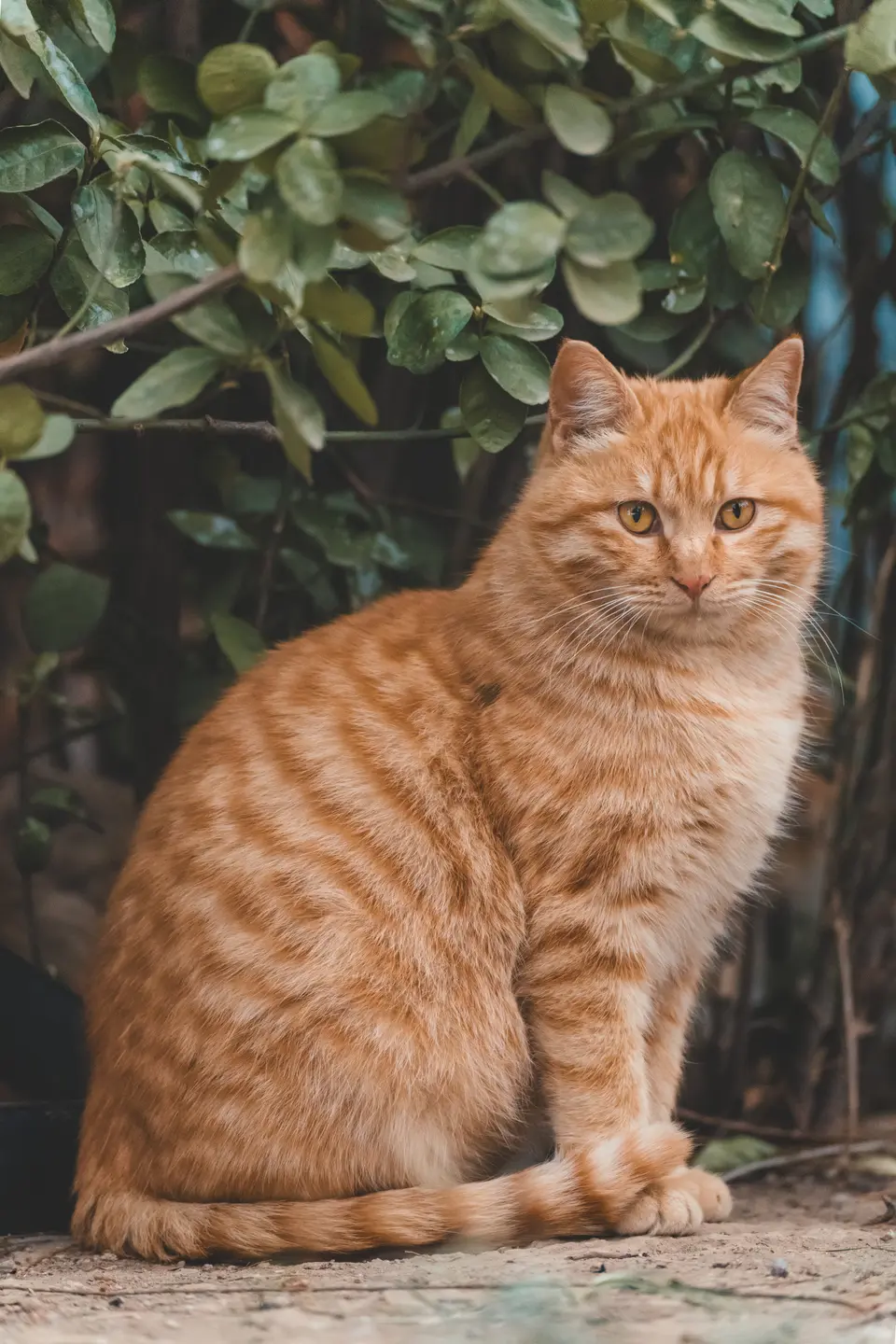Why Orange Cats Are Often Perceived as Fatter