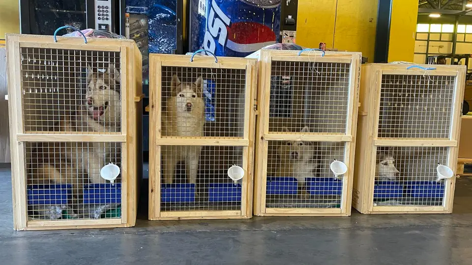 Dogs waiting in wooden travel crates