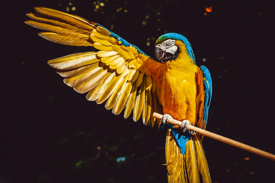 Master daily bird care, plus expert tips on bird transport, relocation, and bird import/export USA rules for safe, stress-free international parrot shipping.